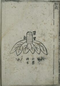 Yellow Emperor's depiction of the lungs